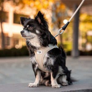 Hundegeschirr mit Hund draußen beige