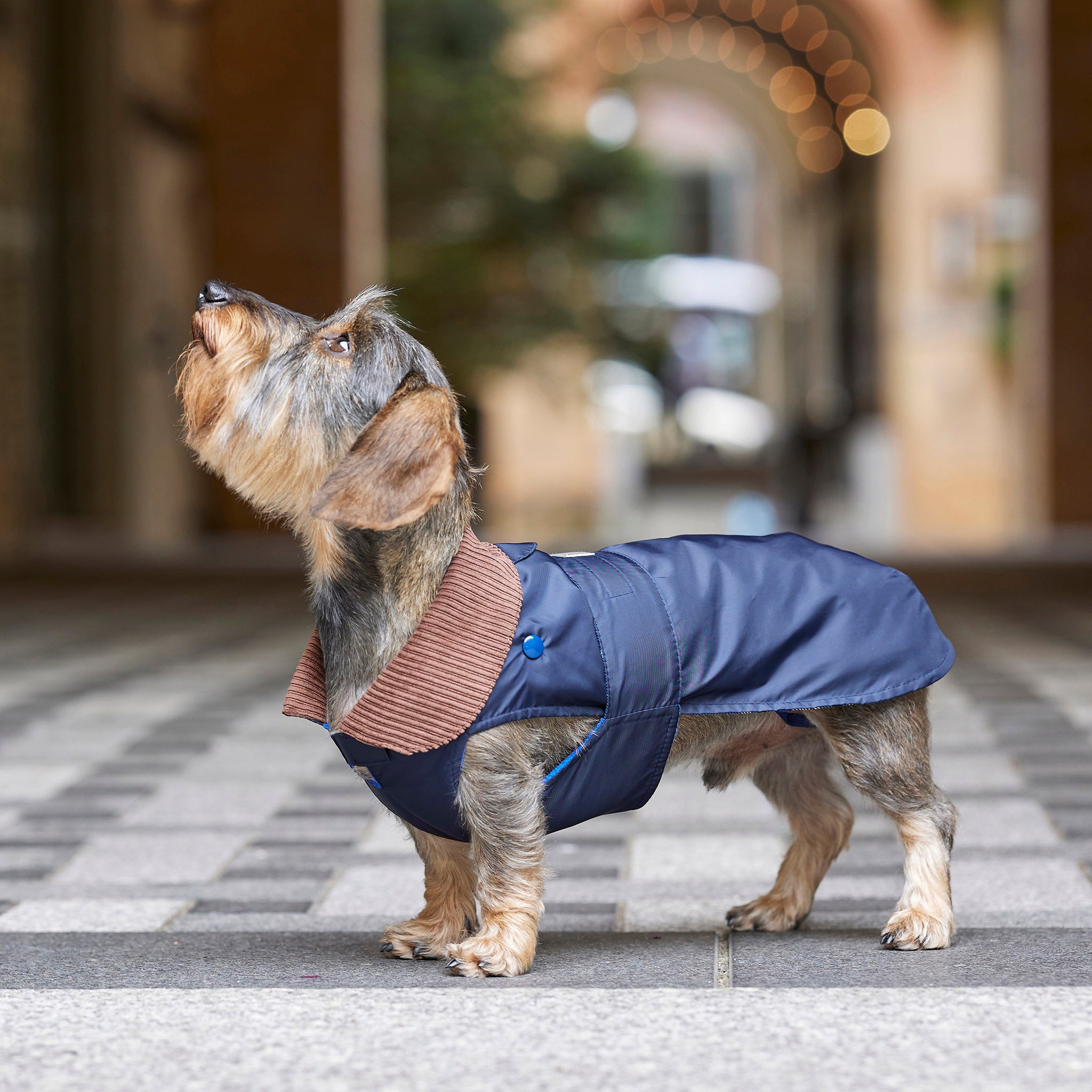 2 in 1 dog raincoat for dachshunds and small dogs