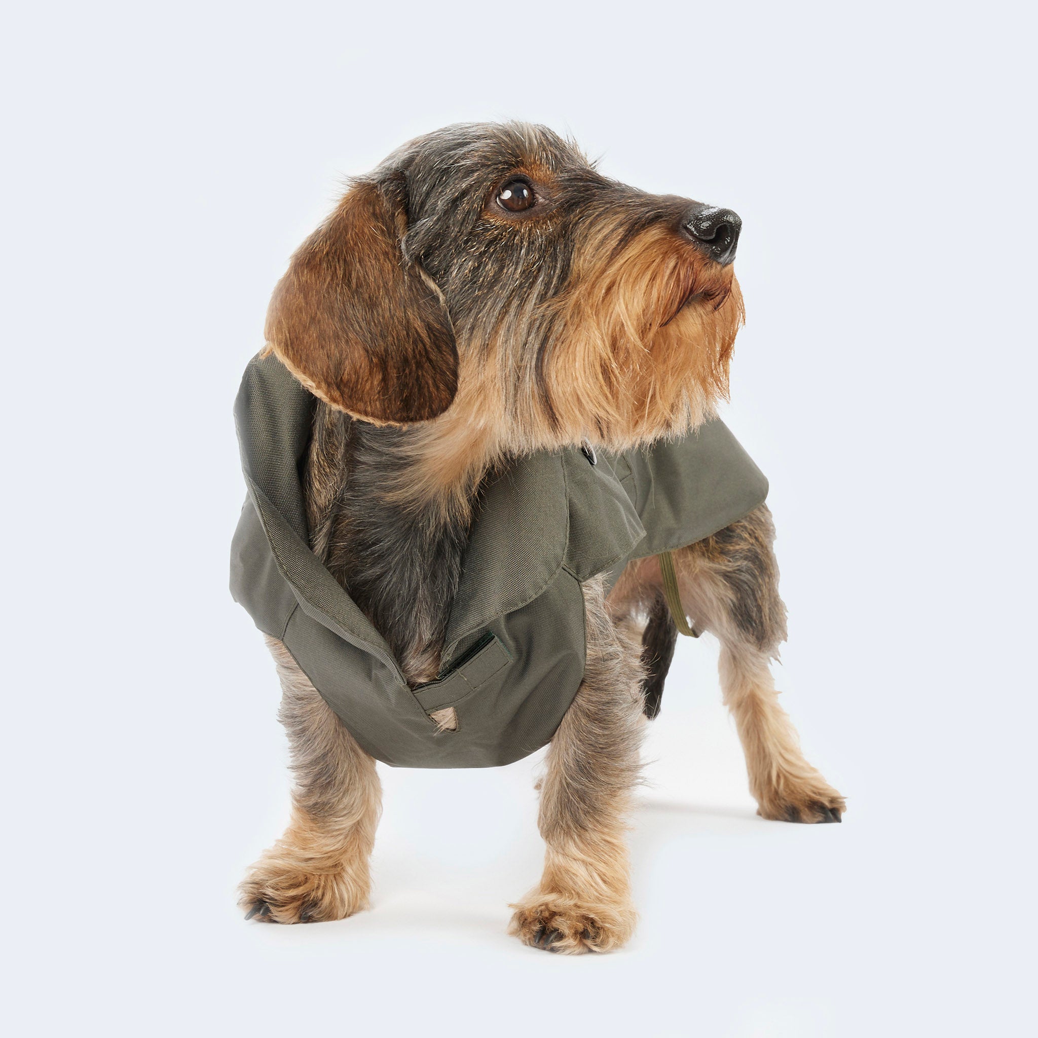 Rain and winter coat for dachshunds and small dogs