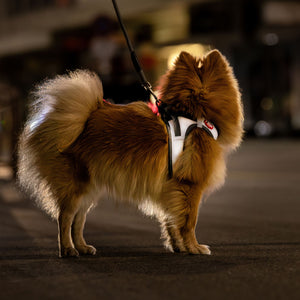 Zwergspitz mit Curli Reflektierendem Hundegeschirr